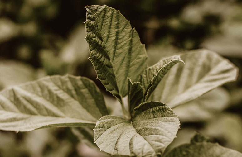 Bakuchiol_Retinol_RAU-02 Blatt der Psoralea Corylifolia Pflanze, auch bekannt als Babchi, symbolisiert Bakuchiol, einen natürlichen Wirkstoff in der Hautpflege von RAU Cosmetics.