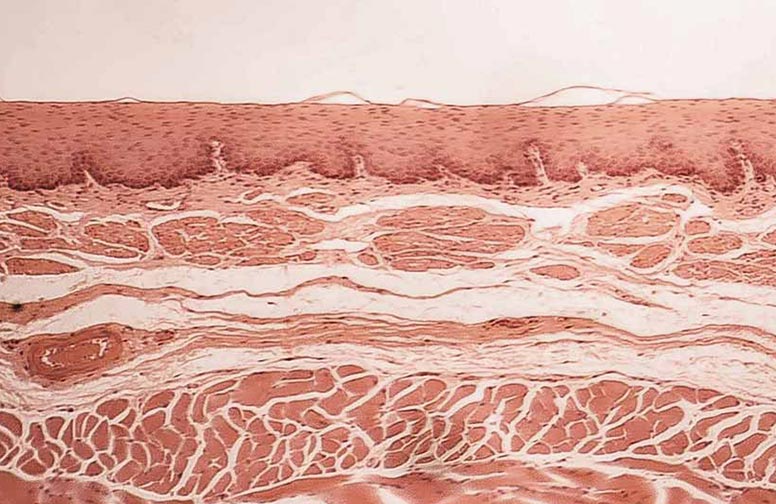 rau-cosmetics-hautbarriere-staerken-02