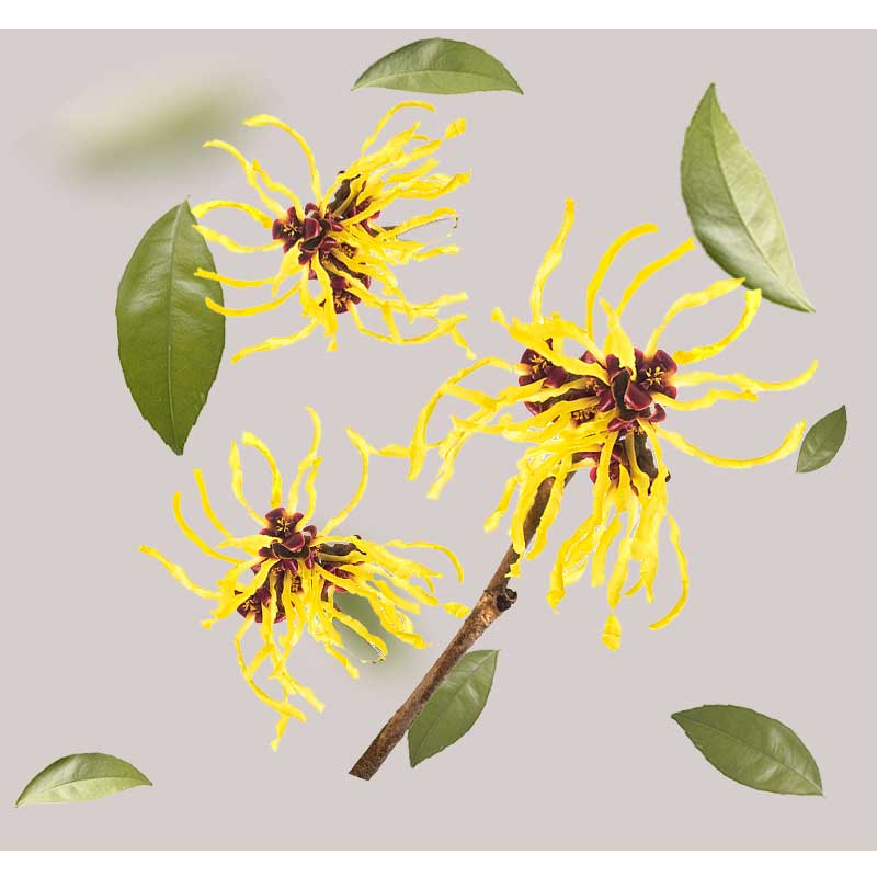 hamamelis-01